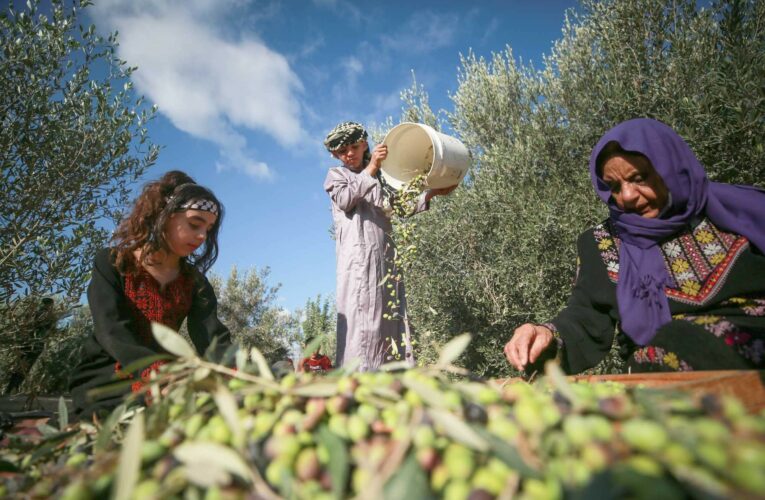 حوالي 8000 موطن شغل يوفّرها موسم جني الزيتون في زغوان هذه السنة