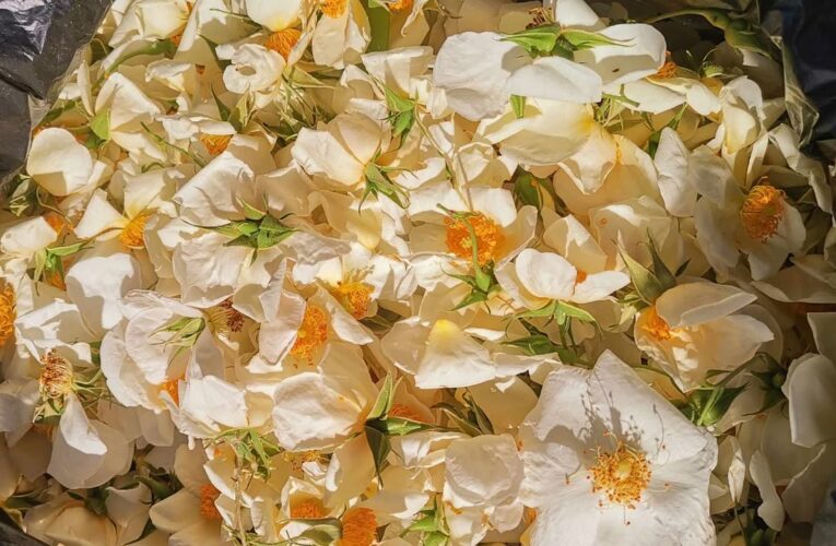 صابة زهور النسري بزغوان تقدر ب35 طنا لهذا الموسم